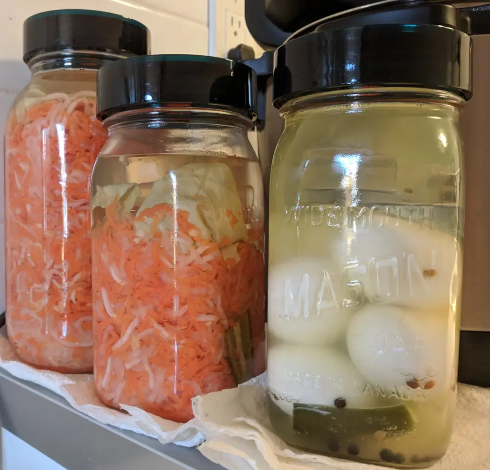 Three mason jars, full of fermenting things. Two Bánh Mì(ish) and one eggs.